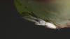 Uloborus walckenaerius